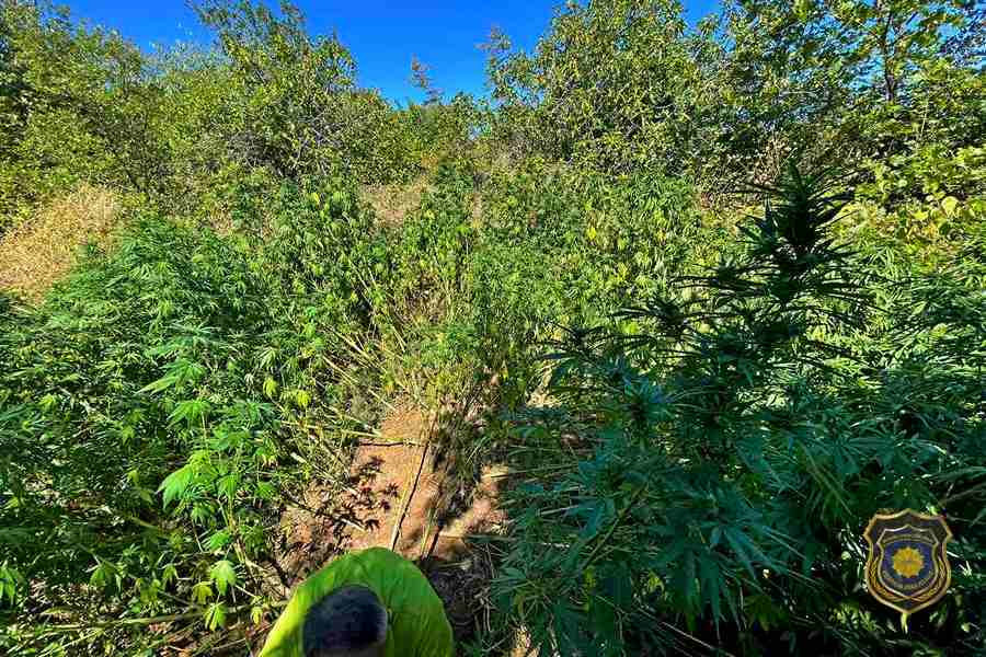 Pripadnici Federalne uprave policije pronašli plantažu opojne droge Cannabis