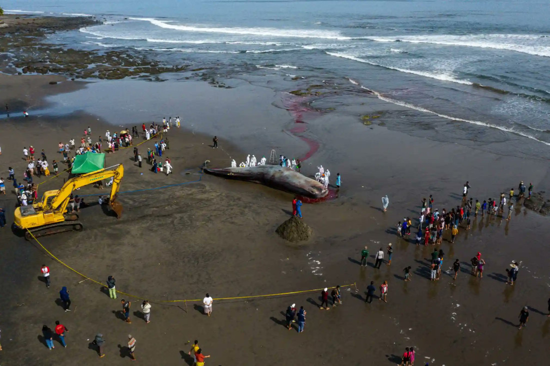 Treći veliki kit uginuo nasukan na plaži indonežanskog ostrva Bali
