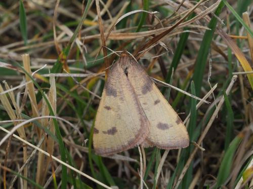 Na Vlašiću otkriven rijetki planinski noćni leptir