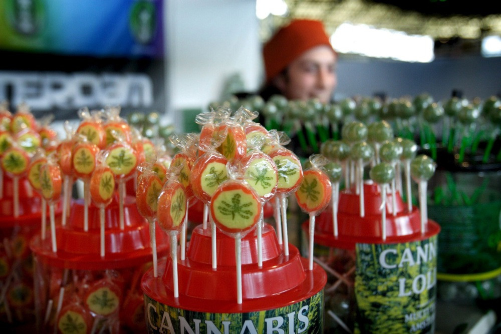 Amsterdam će učestvovati u eksperimentalnoj prodaji kanabisa proizvedenog u Holandiji