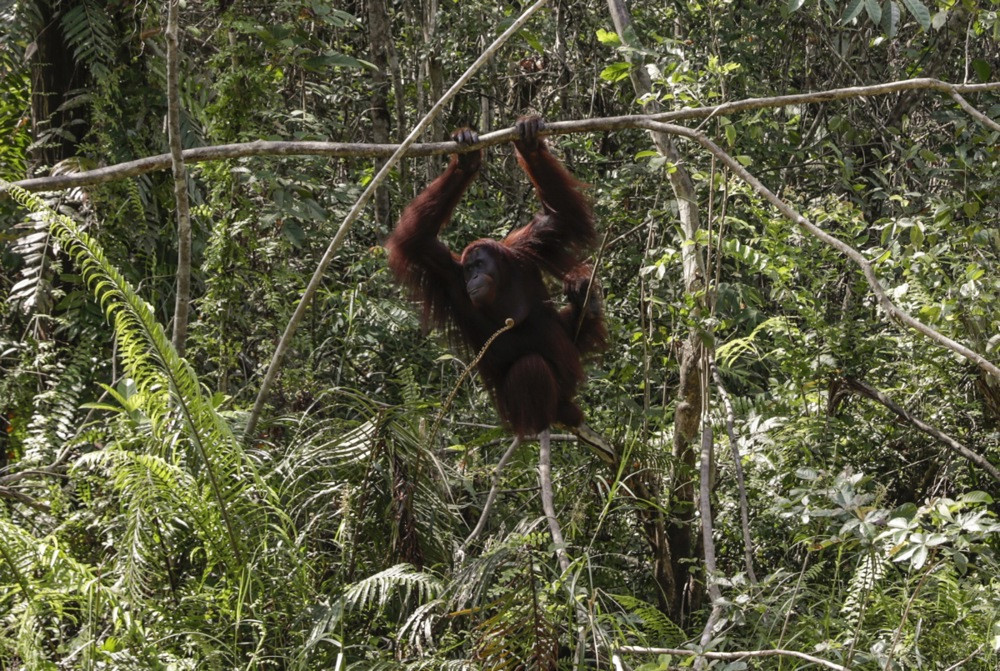 Indonezija premjestila osam orangutana nakon što su im šumski požari uništili staništa