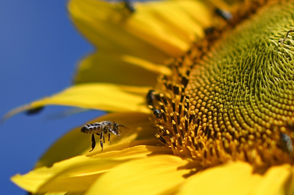 Sezonske alergije: Da li imunoterapija može pomoći?