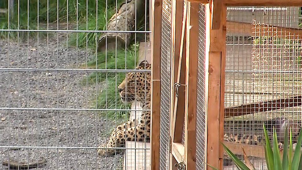 Njemačka policija istražuje napad leoparda na manekenku
