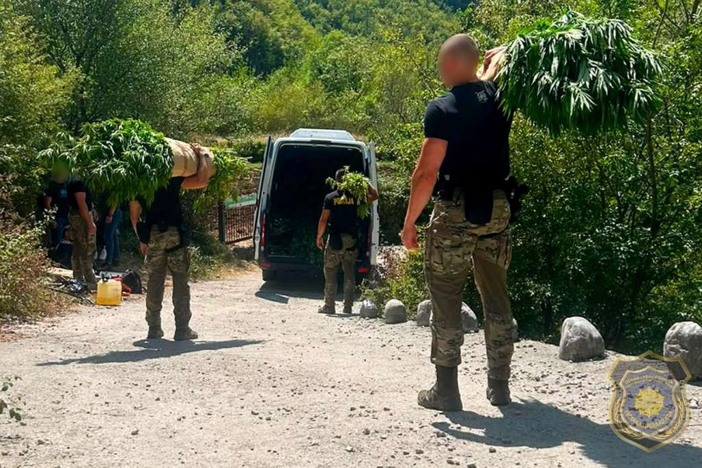 FUP: Na 12 plantaža u Drežnici pronađeno 1.679 stabljika biljke Cannabis sativa L