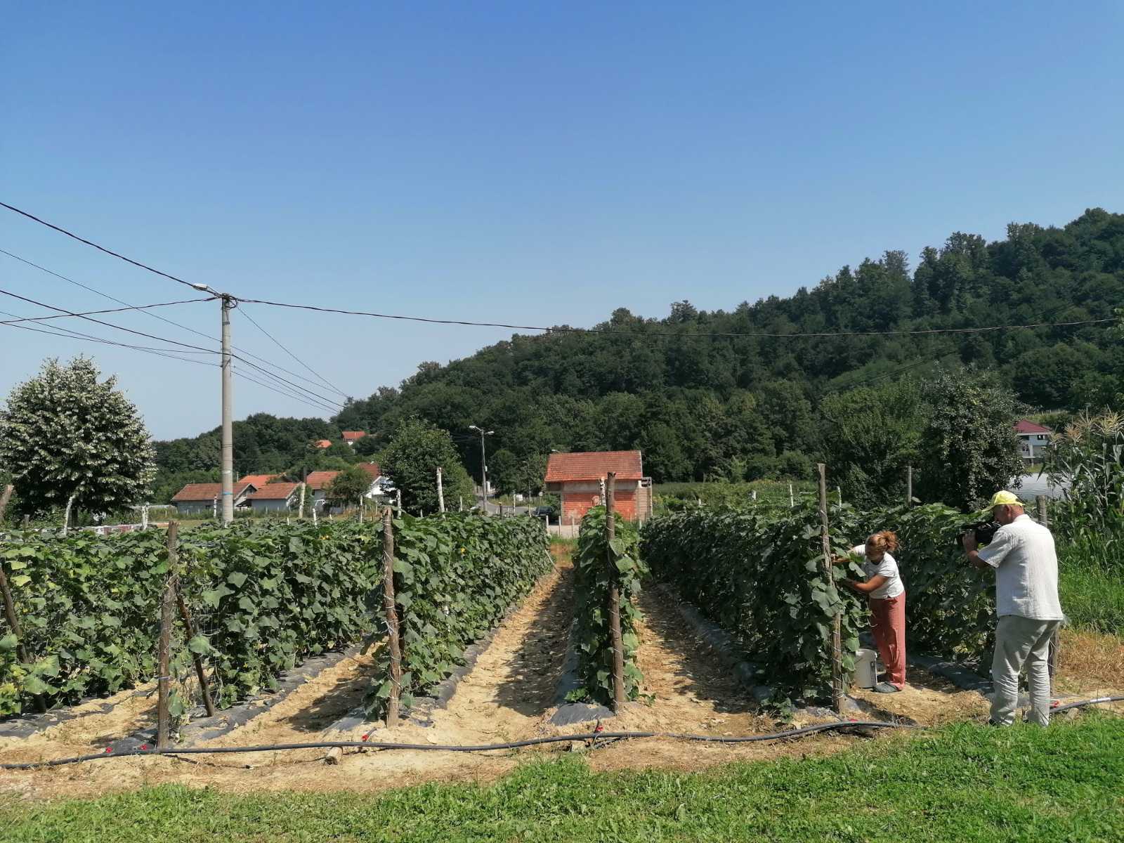 Plodna godina za uzgajivače kornišona, ali otežan izvoz u zemlje EU, ima li rješenja?