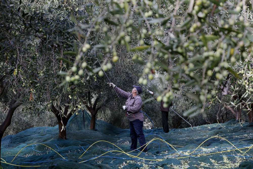 Klimatske promjene i nedostatak radne snage predstavljaju prijetnju proizvodnji maslinovog ulja u Andaluziji