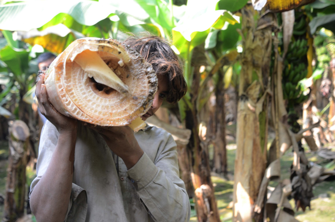 Banane? Tajvanski poduzetnik želi praviti odjeću od biljnog materijala