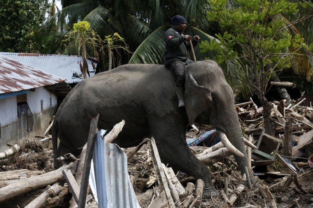 Slonovi u misiji spasa: Indonezija ih koristi da razmiču ruševine nakon katastrofalnih poplava