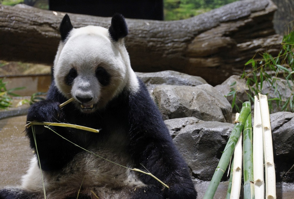 Crno-bijeli ambasadori se vraćaju kući - Japan predaje pande Kini i završava eru "panda diplomatije"
