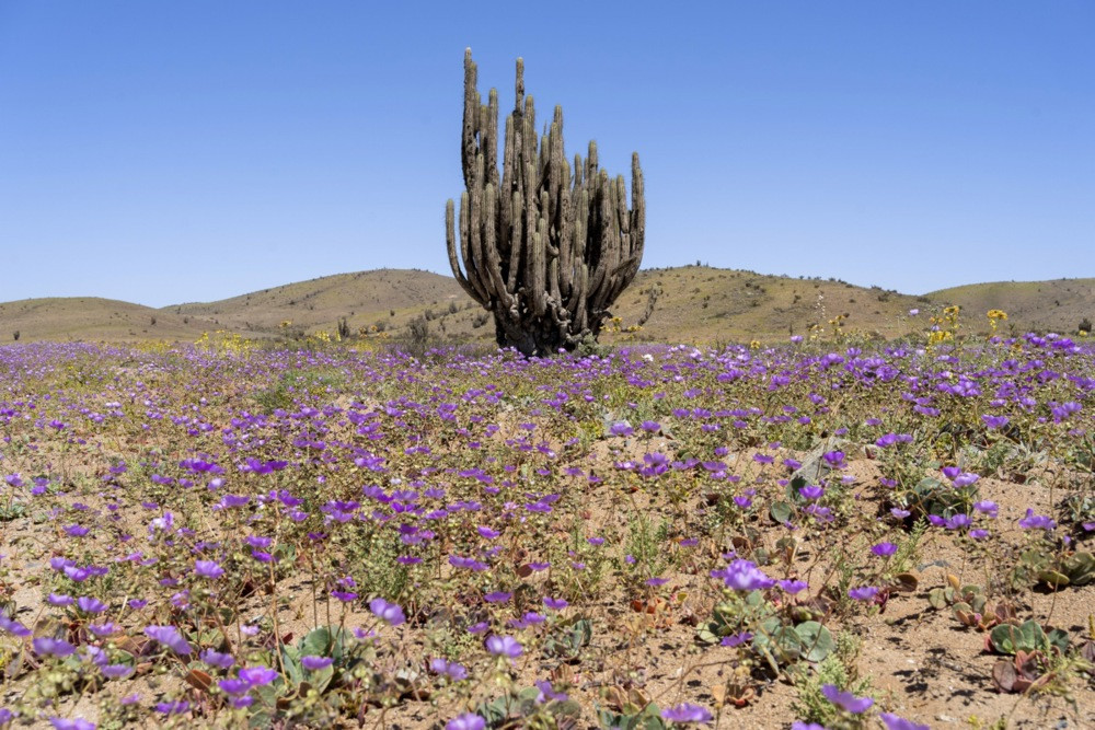 Pustinja Atacama procvjetala nakon obilnih kiša: Milioni cvjetova prekrili pustinju