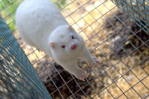 Finska: Uskoro vakcinacija krznenih životinja protiv koronavirusa