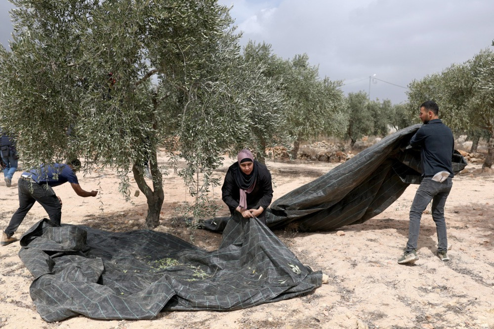 Izraelski rabin dozvolio doseljenicima da uzimaju masline s palestinske zemlje na Zapadnoj obali