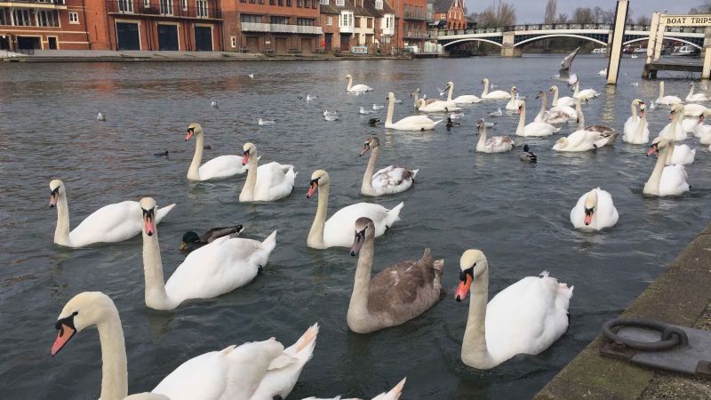 Ptičija gripa među kraljičinim labudovima