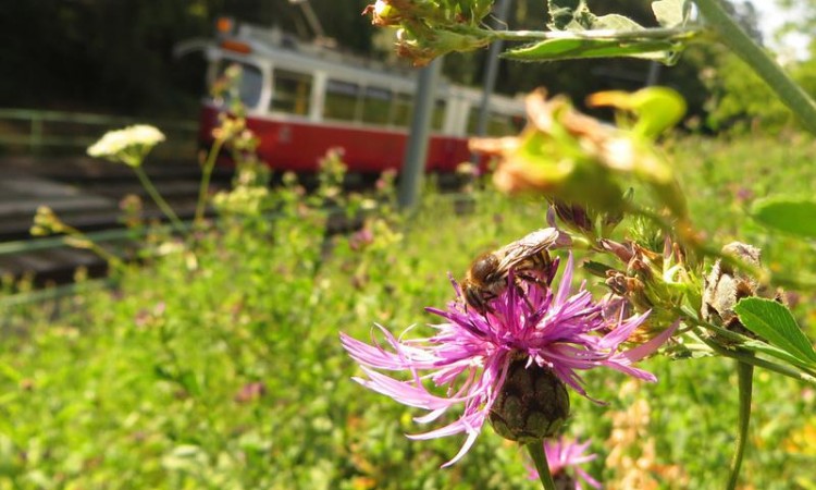 Bečki javni prijevoznik planira naseliti dva miliona pčela