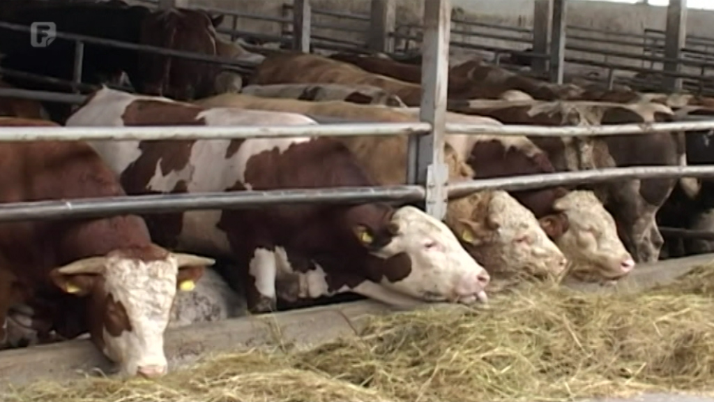 Farme na području Semberije pred kolapsom