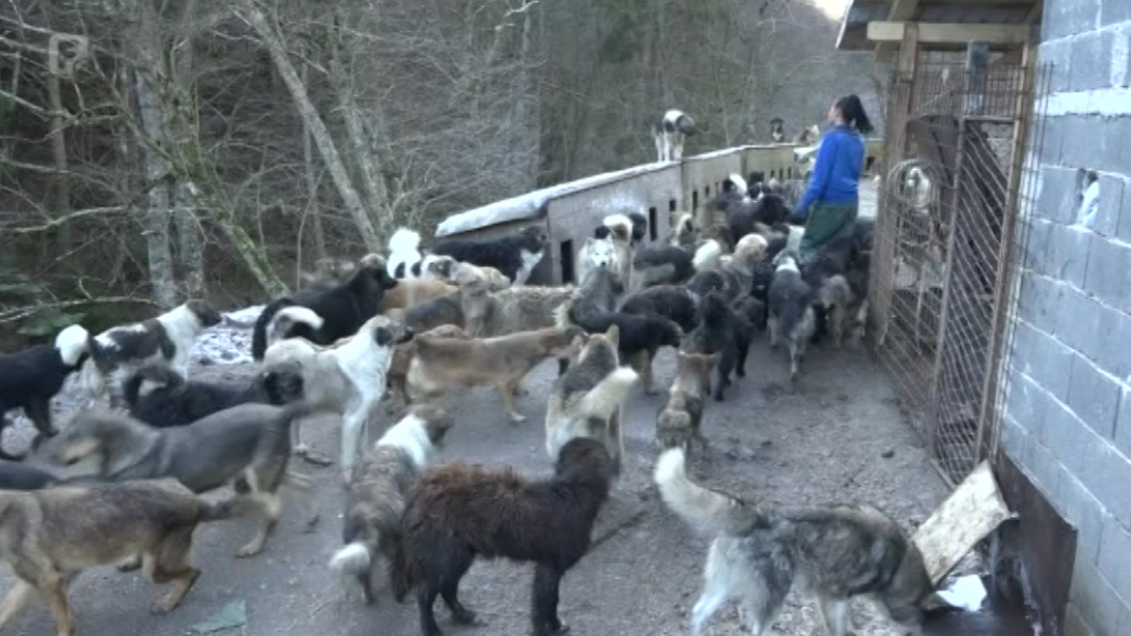 Azil za pse lutalice na području SBK-a: Uz pomoć donatora osigurali tople prostorije