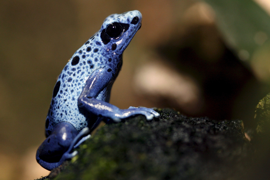 Otrov kojim je navodno ubijen Aleksej Navaljni nalazi se u otrovnim žabama iz Južne Amerike
