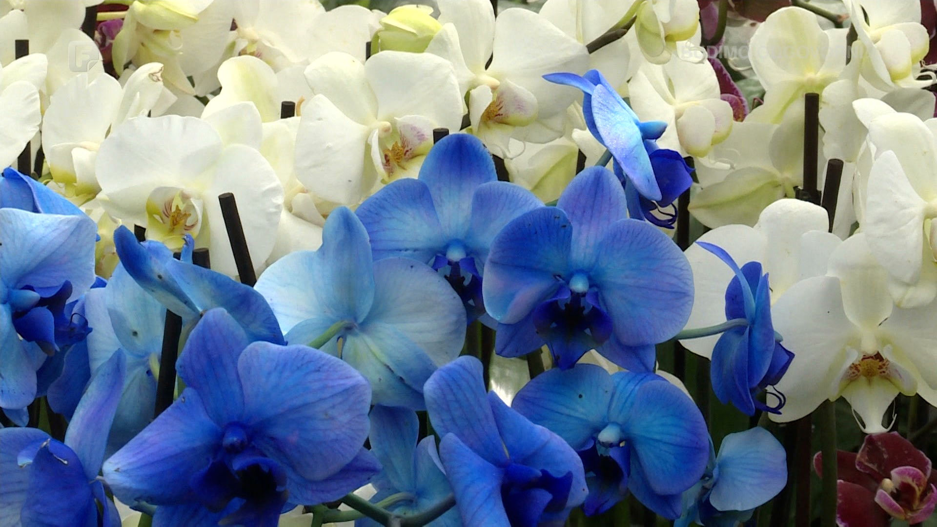 Vrijeme je za cvijeće