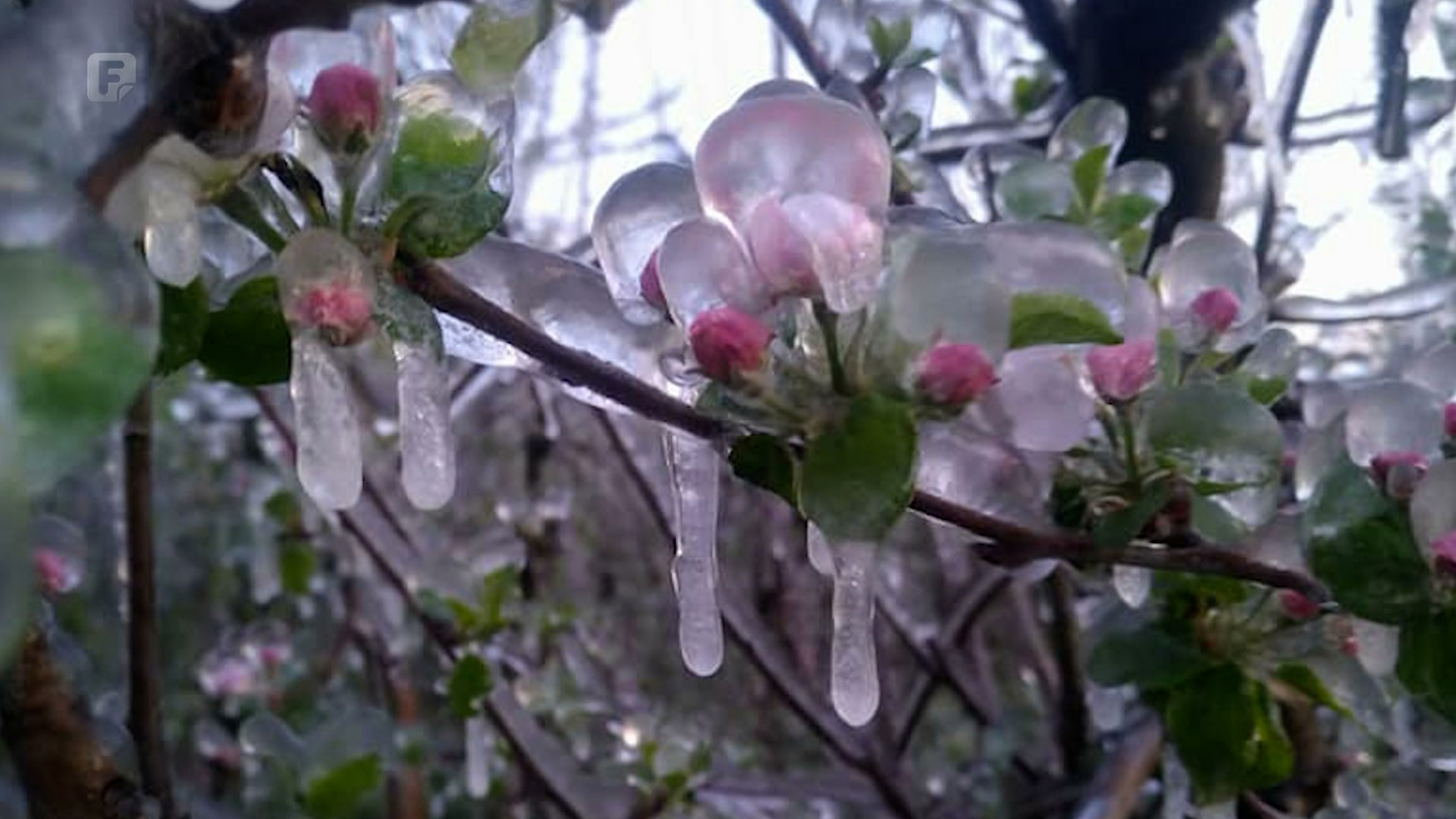 Mraz napravio velike štete voćnjacima u Gradišci