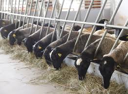 Doboj Jug: Podijeljeno 30 grla visokokvalitetne ovce pasmine 'Romanovska'