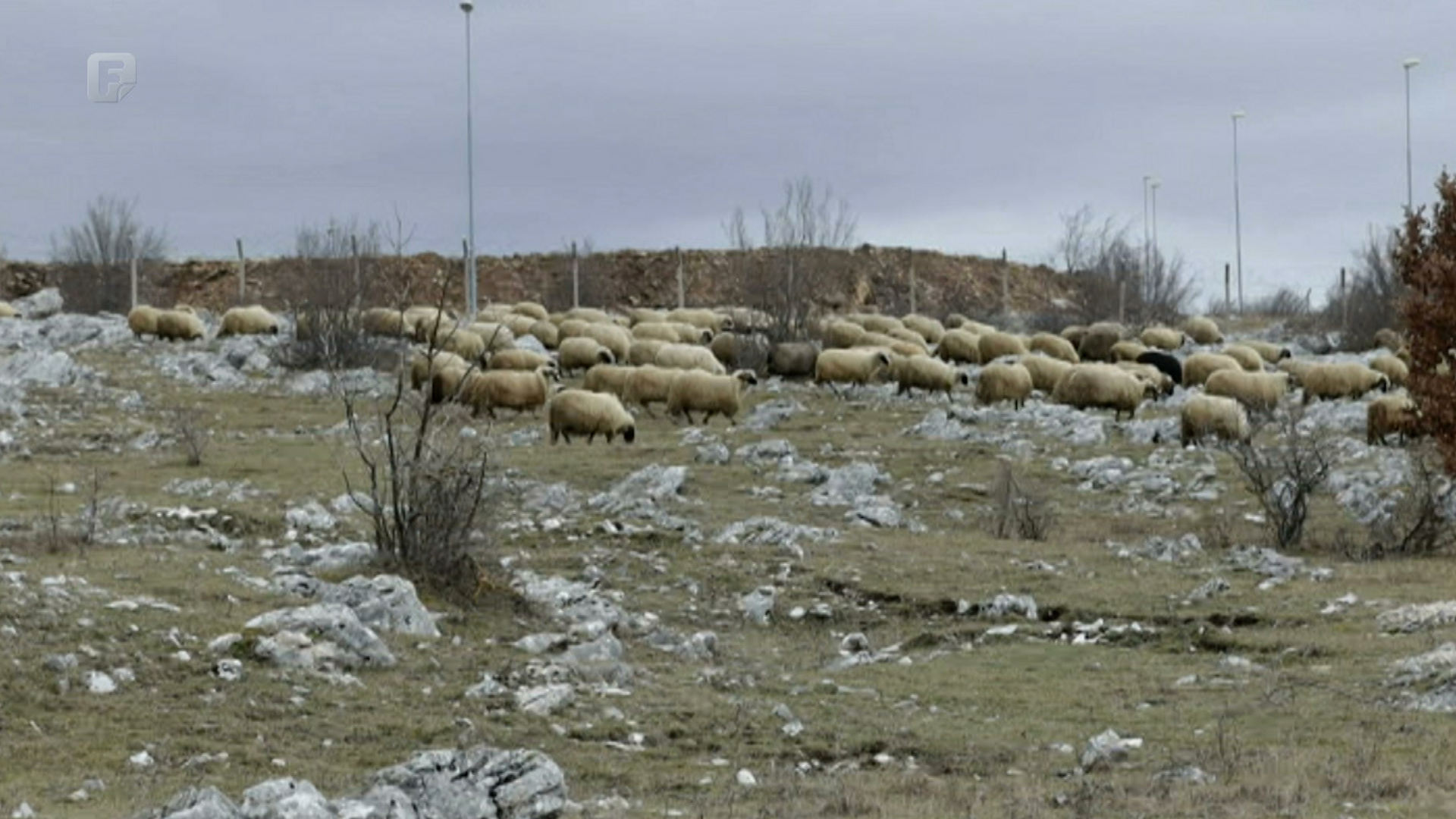 Bruceloza nije iskorijenjena u Kantonu 10
