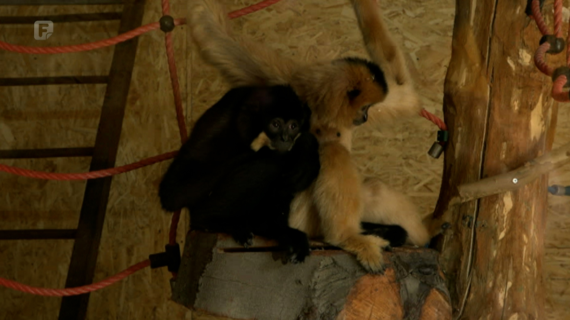 Sarajevski zoo-vrt bogatiji za novu životinjsku vrstu