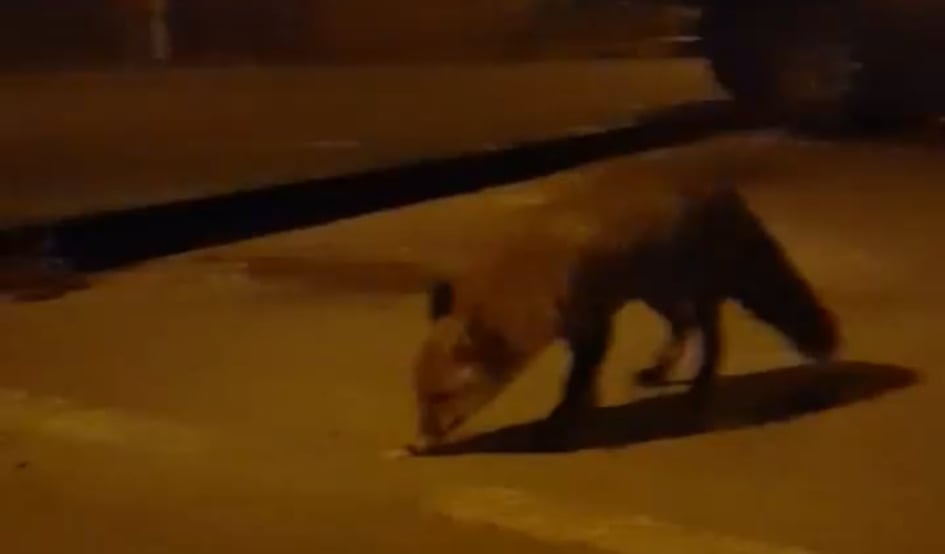 Tuzla: Da li je neko izgubio lisicu?