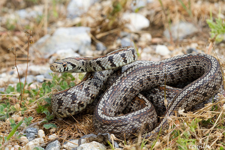 Budite oprezni - zmije su u ovom periodu najopasnije i najotrovnije, seruma nema
