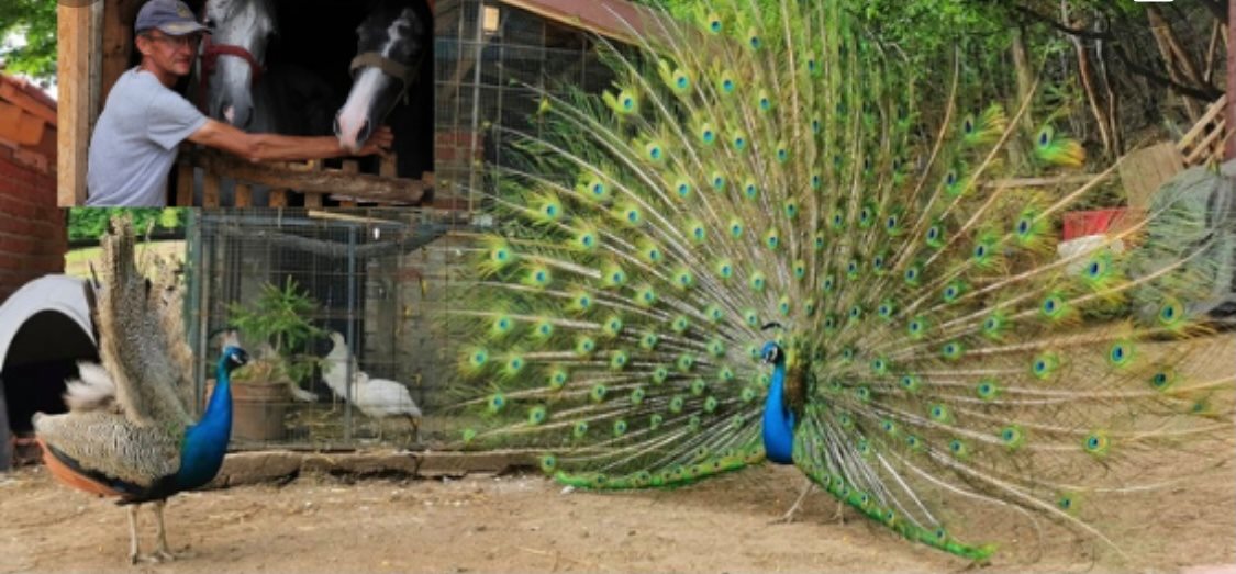 Životinjsko carstvo na Smetovima