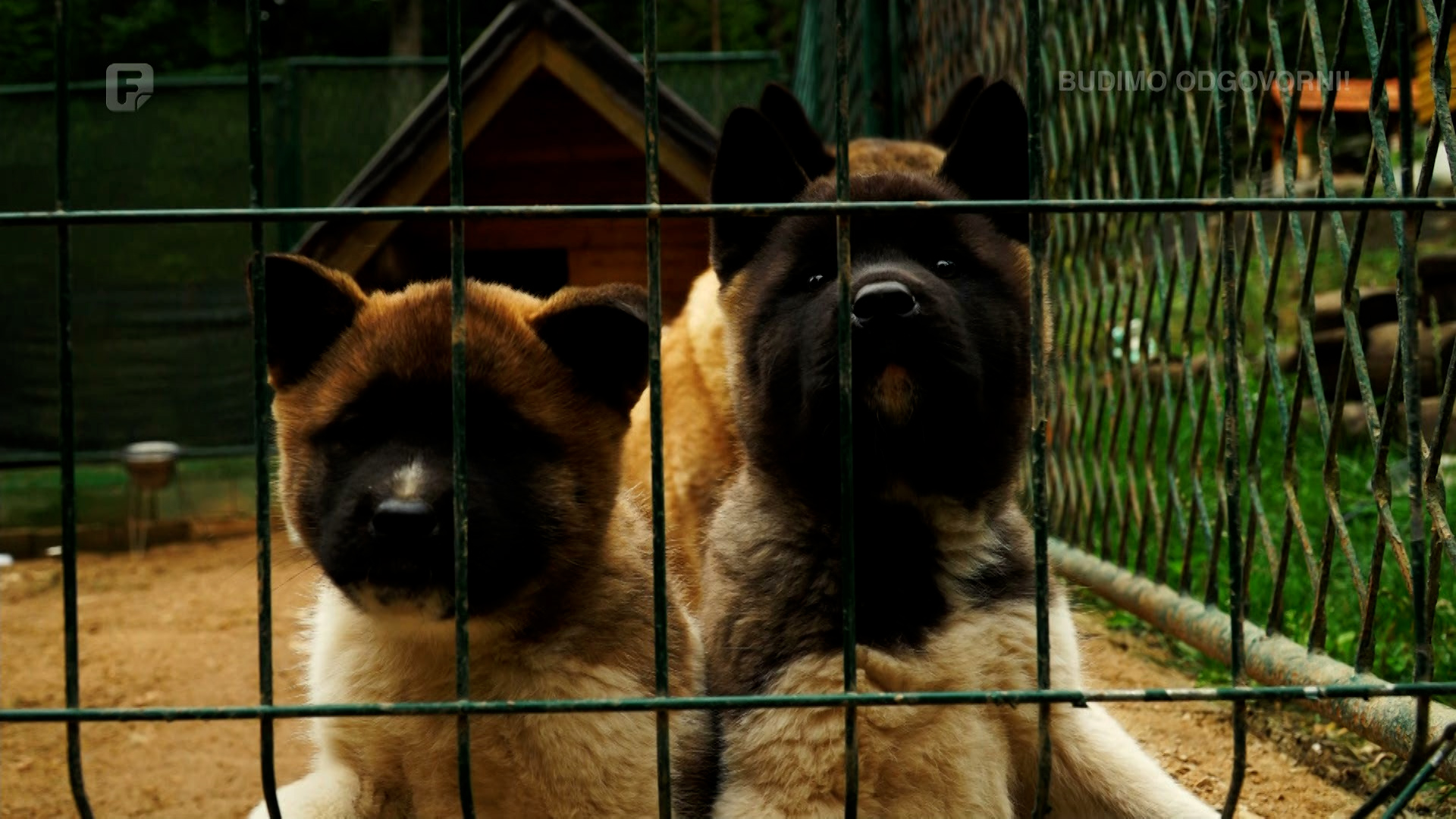 Porodica Crnčević spada među najbolje uzgajivače američke akite