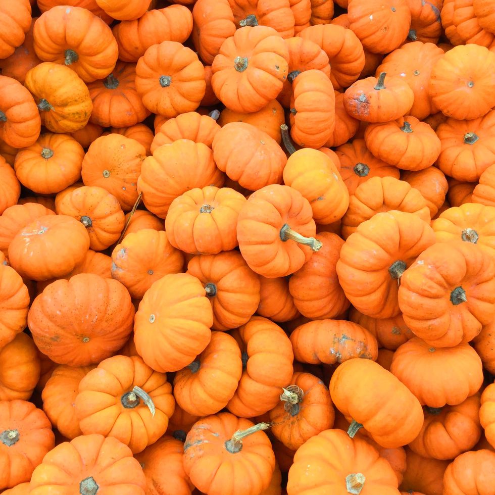 Godina u kojoj nisu cvjetale tikve