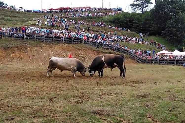 Na koridi zatečene 63 osobe, organizatori kažnjeni