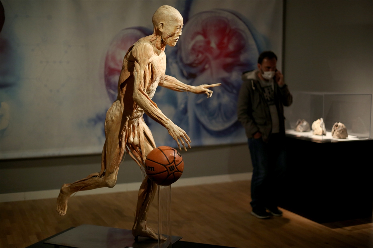 U Zagrebu intrigantna izložba stvarnih ljudskih tijela i organa