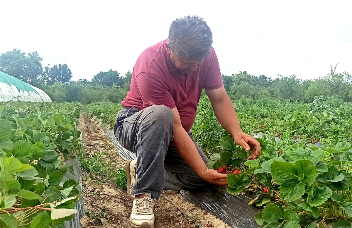 BiH: Katastrofalna sezona za proizvođače jagoda u čelićkom kraju