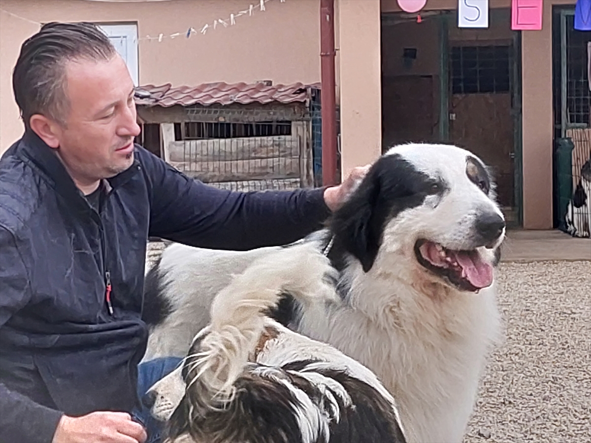 Najljepši tornjak na svijetu stigao kući u Bužim