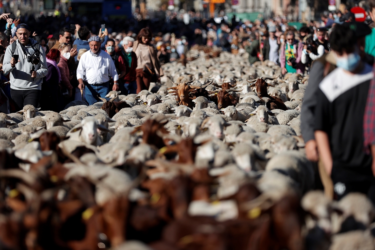 Više od 1.000 ovaca i koza u tradicionalnoj "šetnji" Madridom