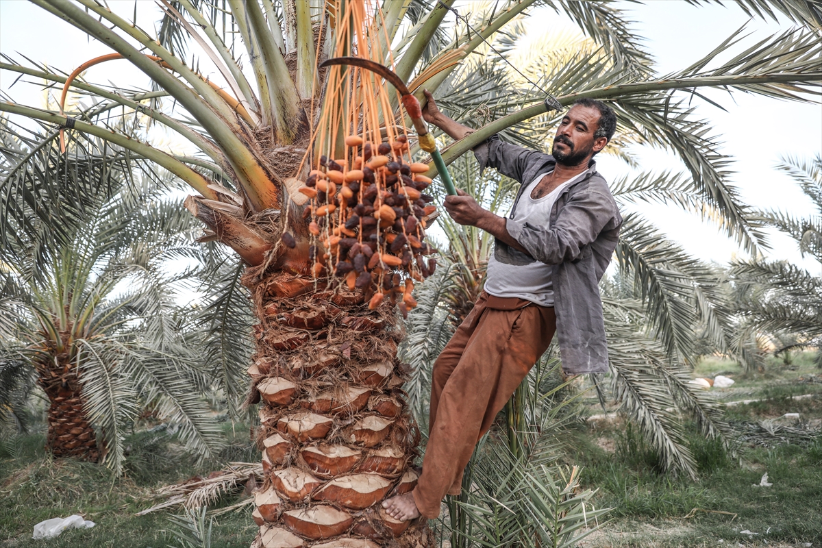 Počela berba hurmi u Egiptu