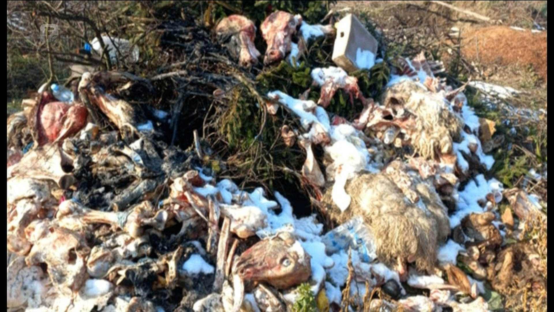 Nepoznate osobe odložile više tona animalnog otpada uz Usoru
