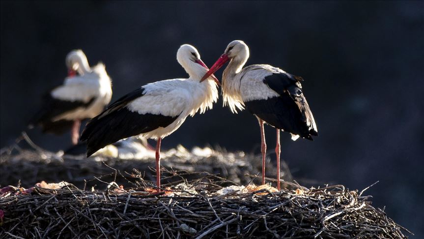 Svjetski dan ptica selica