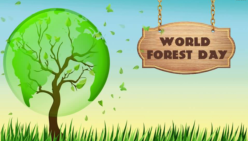 Šume pluća planete