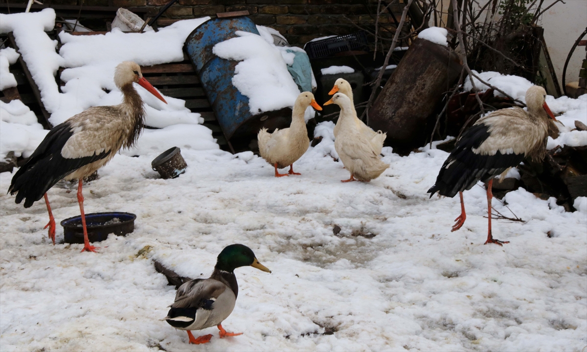 Rode Čeda i Zorica kućni ljubimci porodice Skorupan