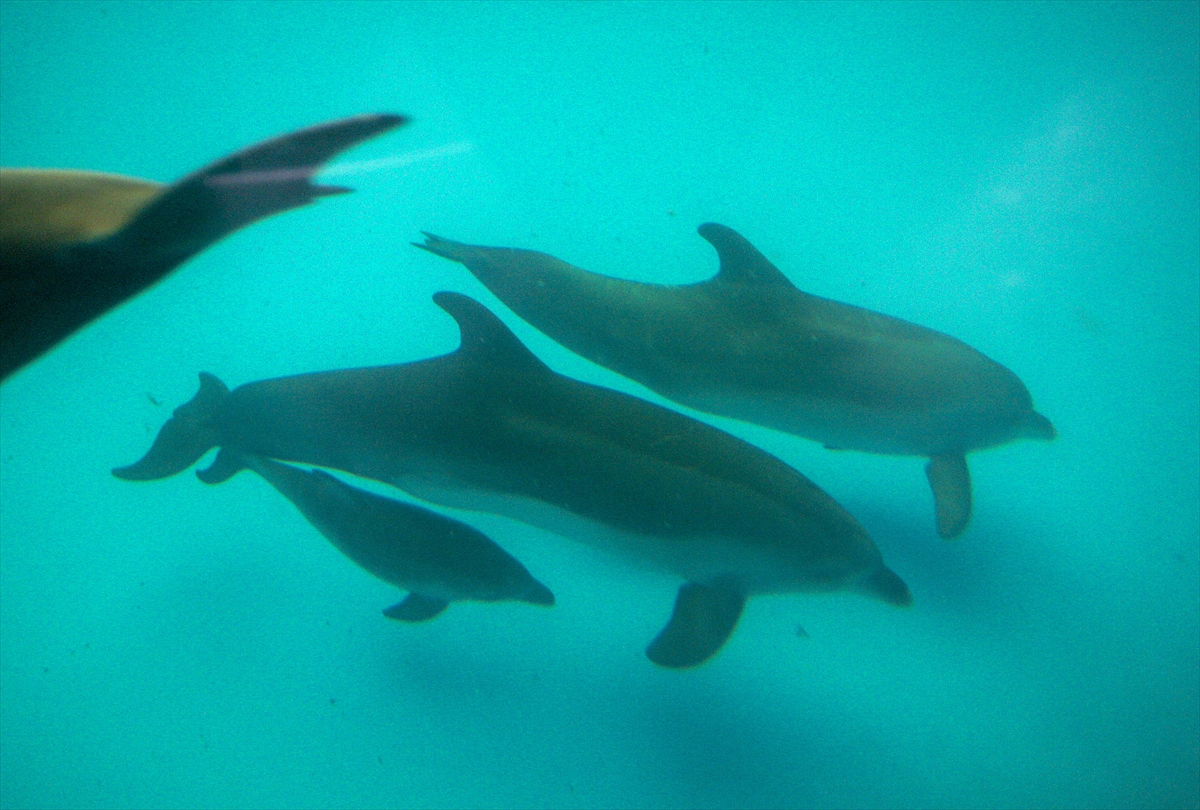 U Odessi ponovo otvoren delfinarijum