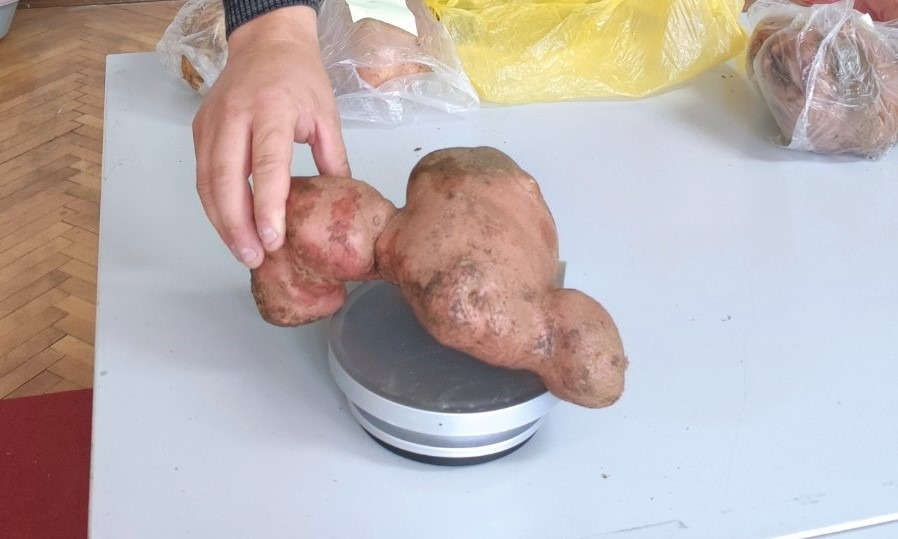 Glamoč se ponosi svojim brendom - najveći izloženi krumpir ima 1.619 grama