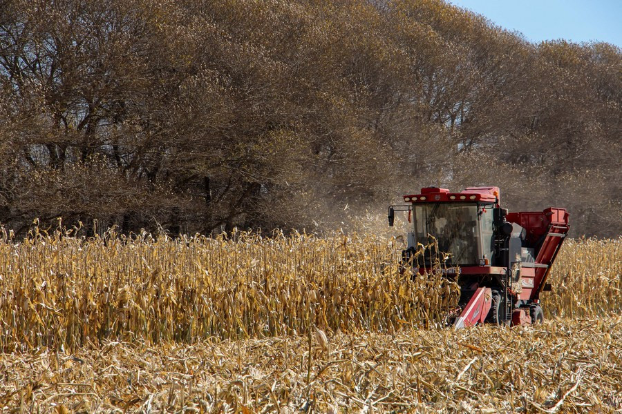 Kineski istraživači pronalaze novi način da sintetišu skrob i proteine iz stabljike kukuruza
