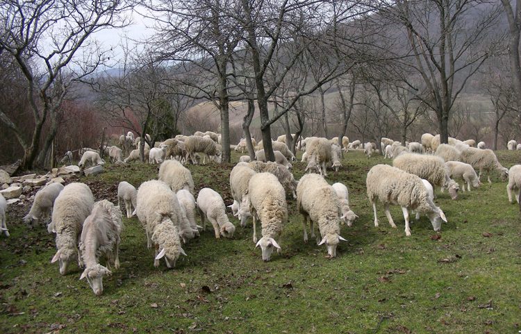 Cilj projekata iz oblasti veterinarstva je pojačati zaštitu domaćih životinja i osigurati proizvodnju kvalitetne hrane