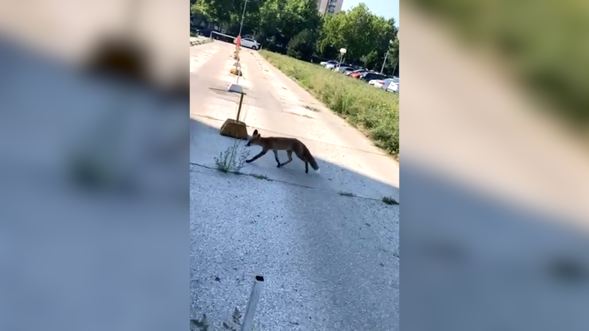 Neočekivan prizor u Sarajevu – lisica na parkingu kod RTV doma
