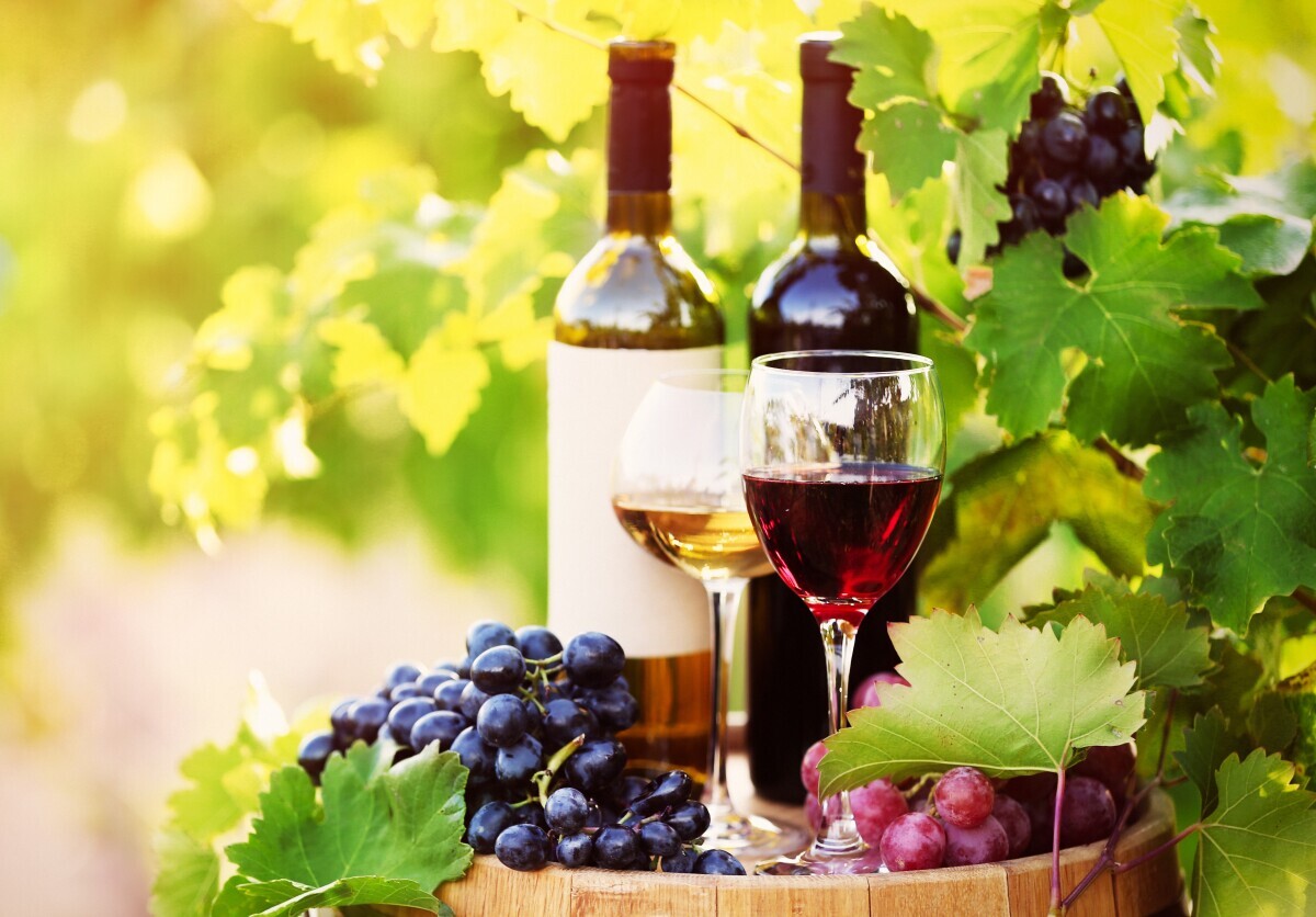 Hercegovački vinari zadovoljni: pit će se izvrsna žilavka, blatina, trnjak i druge sorte iz 2025.