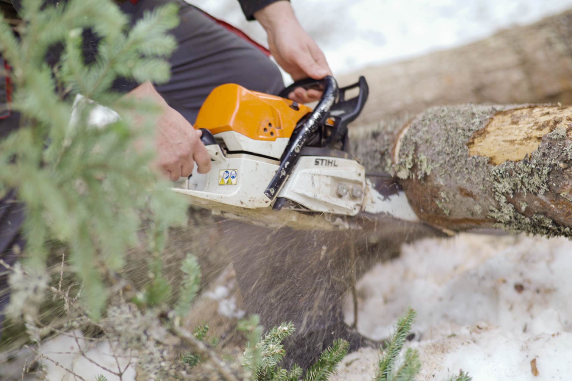 Za krađu šume izricanje novčane kazne od 50 do 500 maraka