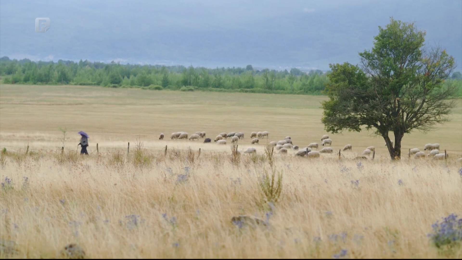 "Što su Himalaji među planinama, Nil među rijekama, Tihi među okeanima - Livanjsko je među kraškim poljima"