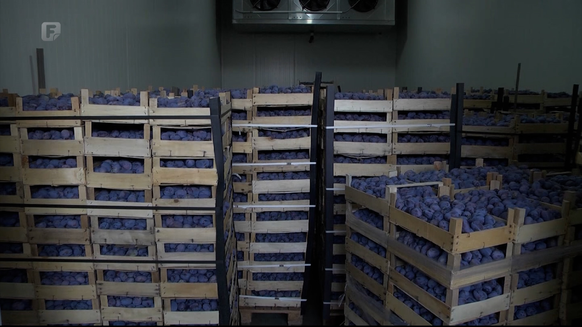 Ovogodišnji urod šljive u Brčkom gotovo da i ne postoji